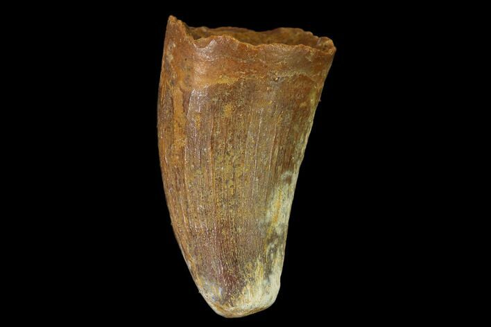 Cretaceous Fossil Crocodile Tooth - Morocco #140590